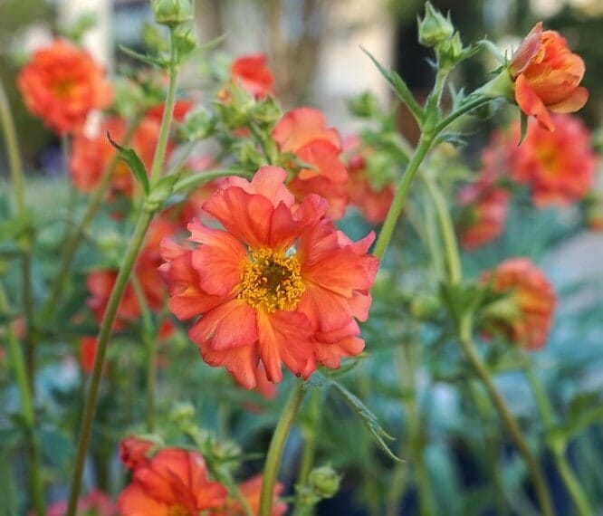 Geum 'Coral Tempest' 6" Pot