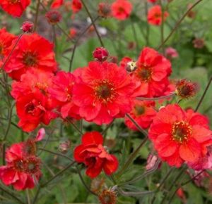 The bright red Geum 'Fiery Tempest' in a 6" pot stands out against lush green foliage, making it a striking addition to any garden or patio.