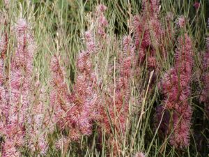 Clusters of pink, fluffy flowers bloom from slender green stems, thriving naturally with the distinctive foliage of Hakea scoparia 'Kangaroo Bush' in a 6" pot.