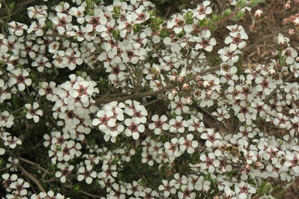 Leptospermum 'Woolly Tea Tree'