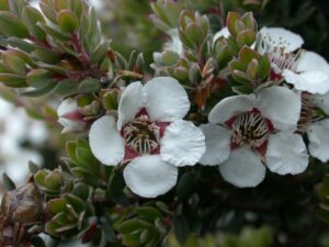 A close-up of Leptospermum 'Woolly Tea Tree' reveals white Manuka flowers with red centers and spiky green foliage thriving in a 6" pot, adding texture and charm to any space.