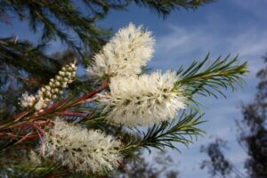 Close-up of a Melaleuca 'Honey Bracelet Myrtle' in a 6" pot, featuring white, fluffy flower spikes and needle-like leaves against blue sky backdrop.