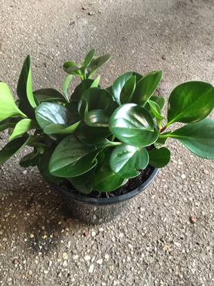 Peperomia obtusifolia 'Jade' 8" Pot