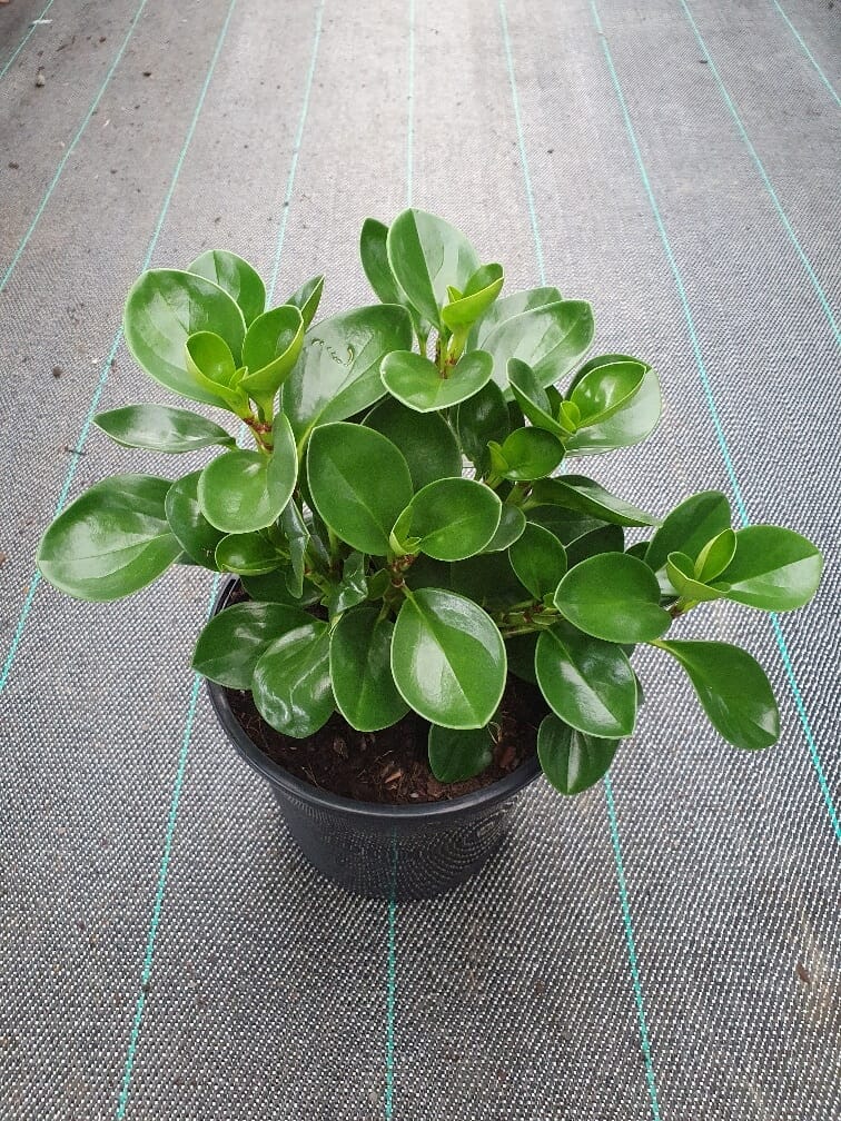 Peperomia obtusifolia 'Jade' 8" Pot
