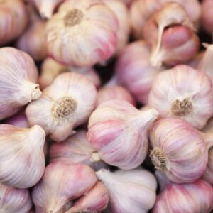 A close-up image shows clusters of Allium 'Sicilian Red' garlic bulbs, featuring purple and white streaks.
