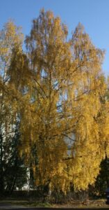 A Betula 'Wades Golden' Birch from a 16" pot, with golden yellow leaves, stands against a clear blue sky.
