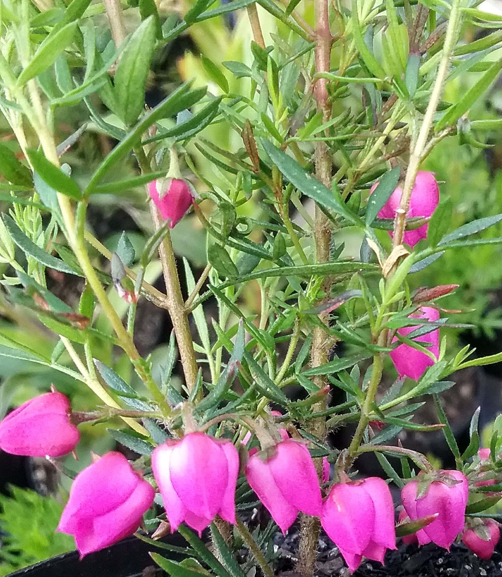 Boronia 'Carousel' 6" Pot