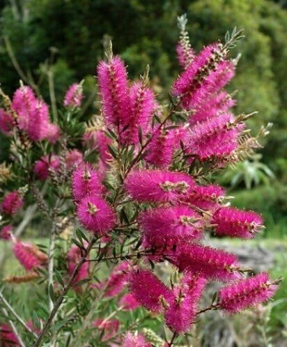 Callistemon violaceus 'Violet Bottlebrush'