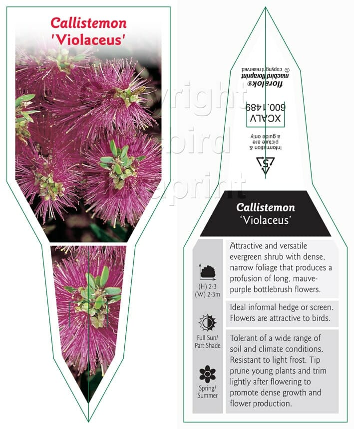 Callistemon violaceus 'Violet Bottlebrush'