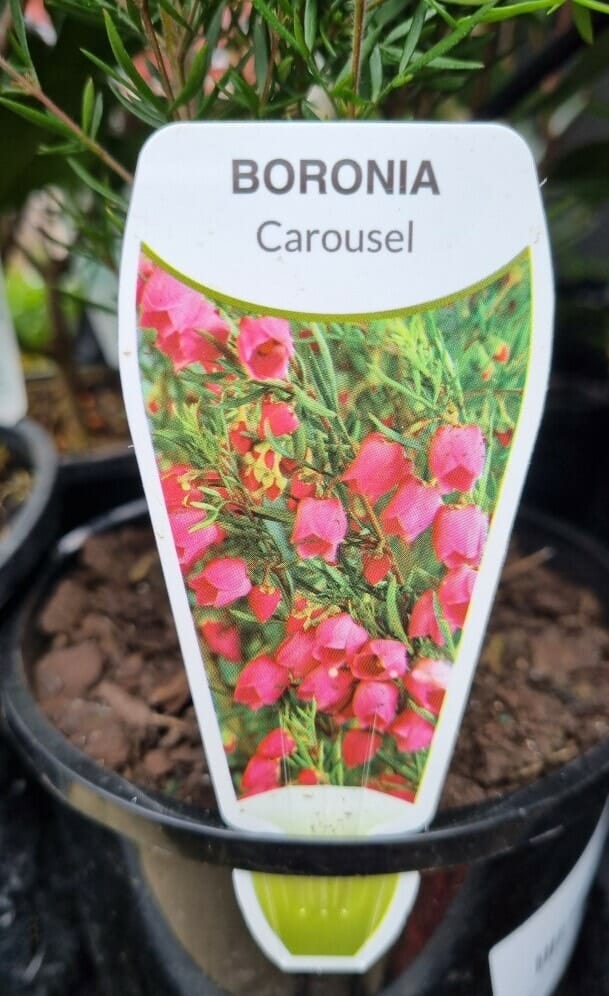 Boronia 'Carousel' 6" Pot
