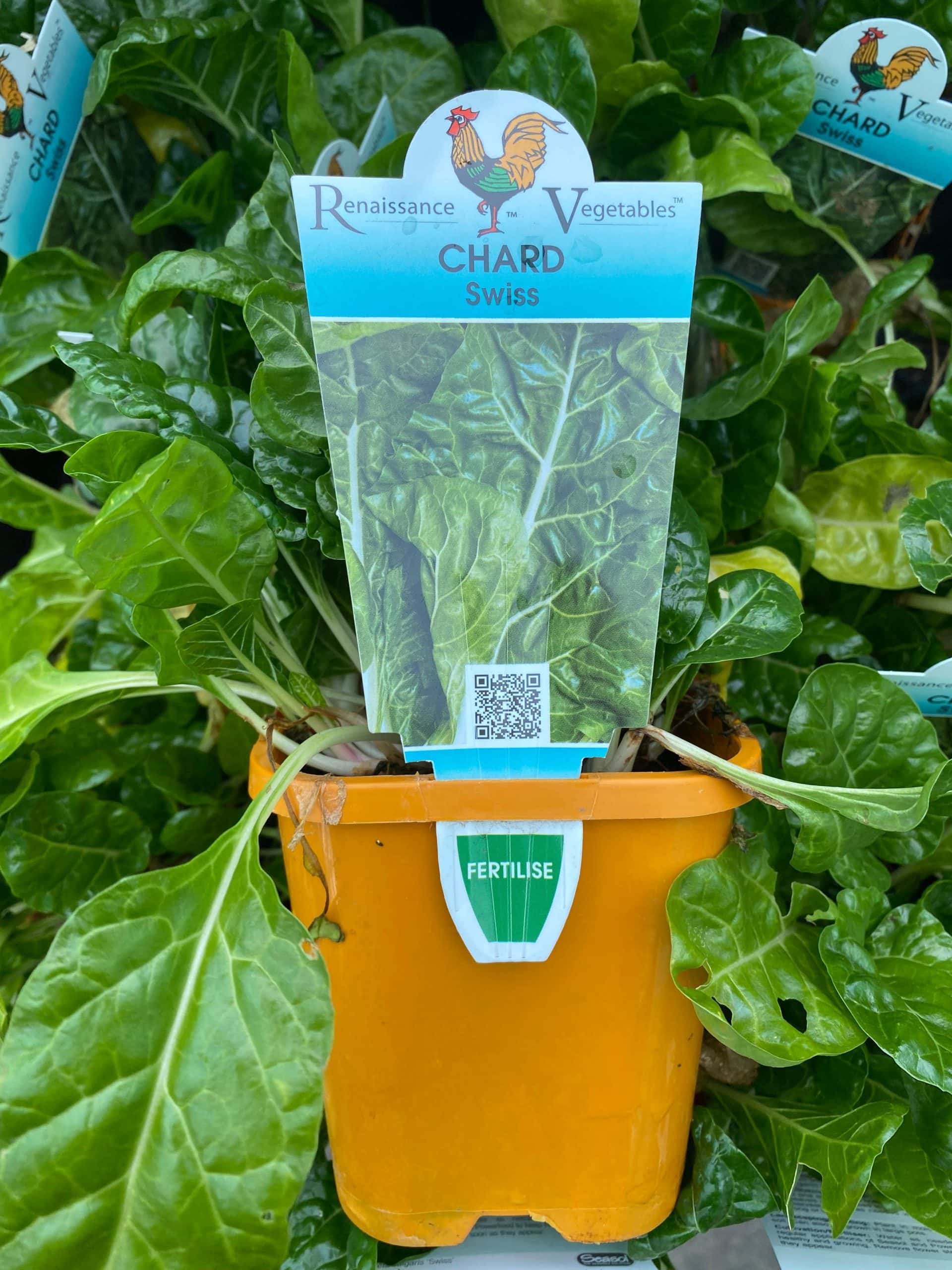 Silverbeet 'Swiss' Chard 4" Pot