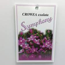 Crowea 'Symphony' Waxflower 6" Pot