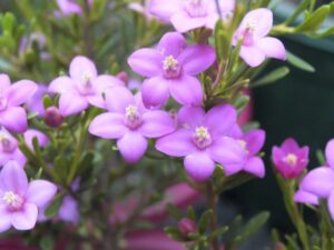 The Crowea 'Symphony' Waxflower in a 6" pot displays small purple blossoms with five petals and bright yellow centers, set against lush green leaves and a softly blurred backdrop.