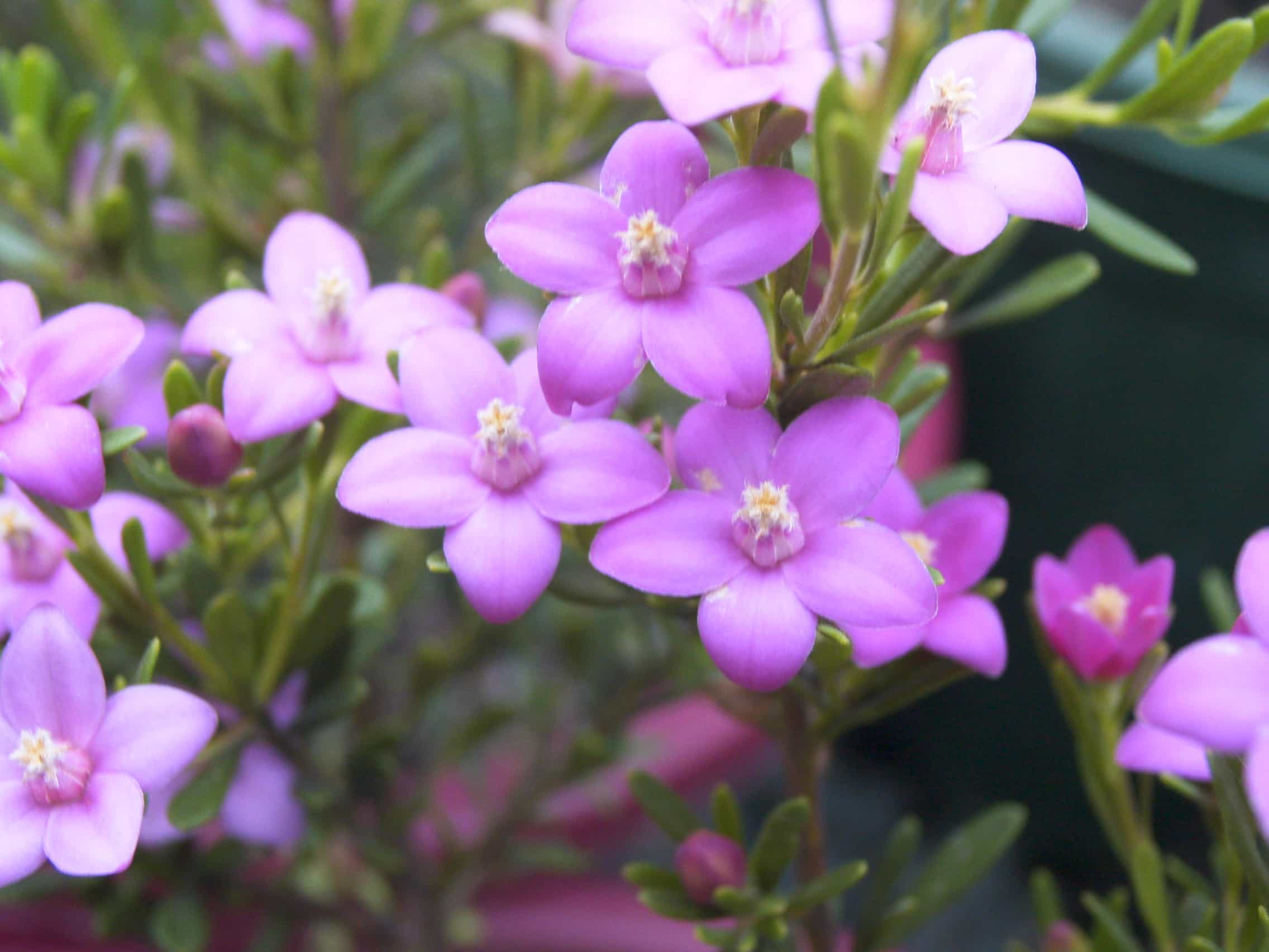 The Crowea 'Symphony' Waxflower in a 6" pot displays small purple blossoms with five petals and bright yellow centers, set against lush green leaves and a softly blurred backdrop.