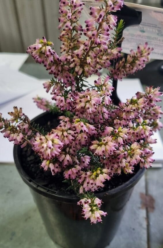 Erica mediterranea 'Mediterranean Heath' 6" Pot