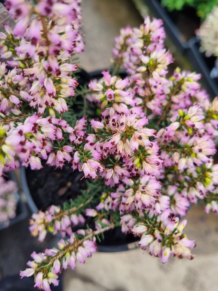 Erica mediterranea 'Mediterranean Heath' 6" Pot
