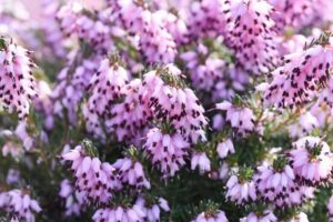 Close-up of Erica mediterranea 'Mediterranean Heath' flowers with pink blooms clustered on green stems in a 6" pot.