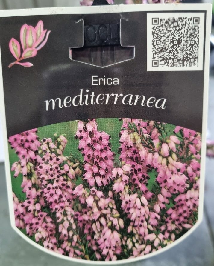 Erica mediterranea 'Mediterranean Heath' 6" Pot