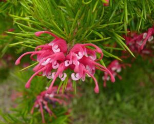 Close-up of Grevillea 'Clearview David' 6" Pot, highlighting its bright pink and white curled flowers surrounded by lush green needle-like foliage.