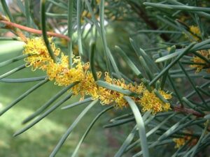 A close-up of the Hakea nodosa 'Yellow Hakea' in a 6" pot showcases its long, slender green leaves and thin stem adorned with small yellow flowers.