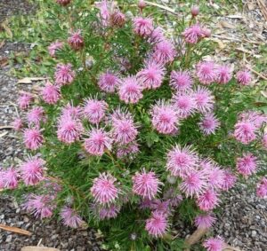The Isopogon 'Pink Sparkler' Coneflower in a 6" pot features numerous spiky, pink sparkler flowers with green foliage, set against a gravel and leafy background.