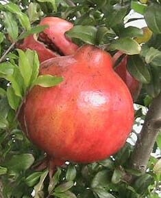 Close-up of a ripe Punica 'Jativa' Pomegranate from an 8" pot, nestled among lush green leaves.