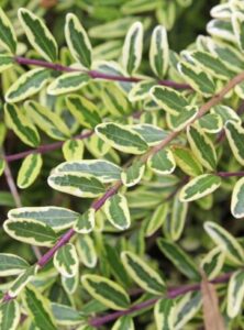 Close-up of Lonicera 'Variegated' BoxOz 6" Pot's green leaves with white edges, highlighting the prominent purple stem.