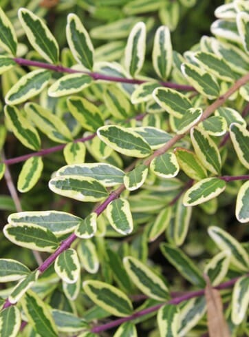 Close-up of Lonicera 'Variegated' BoxOz 6" Pot's green leaves with white edges, highlighting the prominent purple stem.