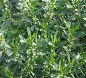 Close-up of Myoporum insulare 'Common Boobialla' in a 6" pot, showcasing lush green shrubbery with elongated leaves and scattered small white flowers.