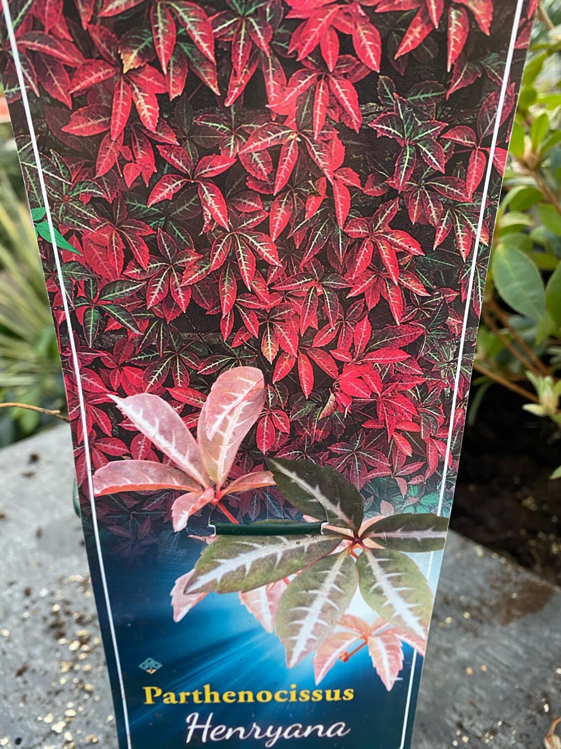 Parthenocissus henryana 'Chinese Virginia Creeper' 6" Pot