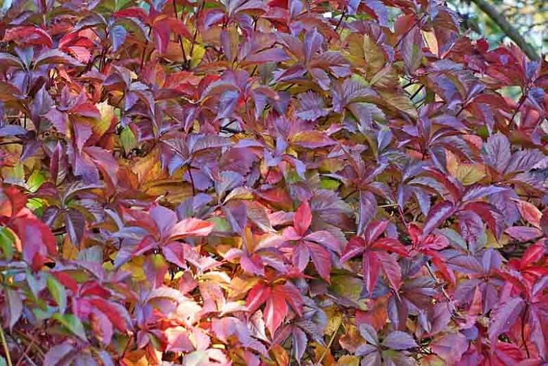 Parthenocissus henryana 'Chinese Virginia Creeper' 6" Pot