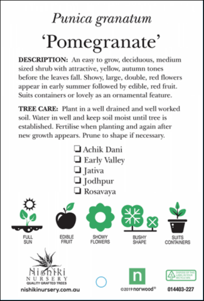 Punica 'Jativa' Pomegranate