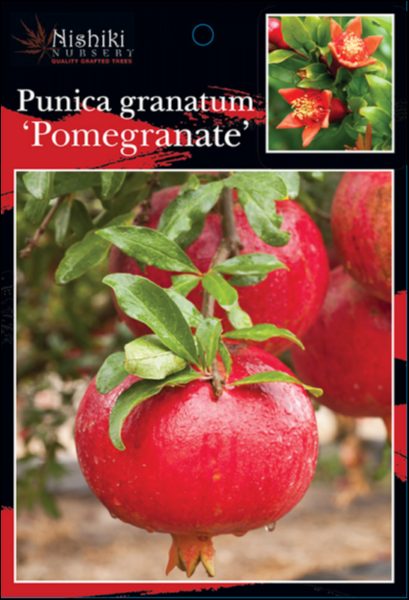 Punica 'Jativa' Pomegranate