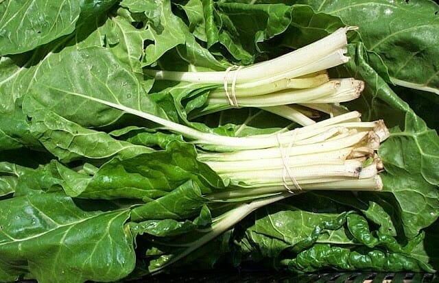 Fresh Silverbeet 'Swiss' Chard with long white stems and large leaves, available in a 4" pot.