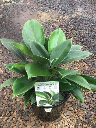 Philodendron 'Green Princess' 8" Pot