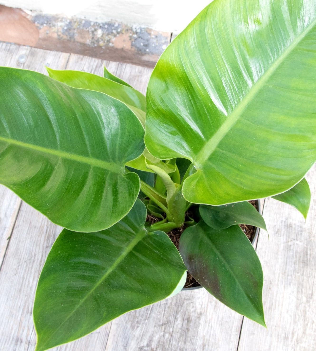 The Philodendron 'Imperial Green' with its large, glossy green leaves sits elegantly on the wooden floor, perfectly capturing the ideal houseplant aesthetic.