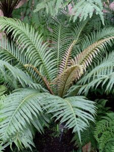 Blechnum 'Brazilian Tree Fern' in a 6" pot, featuring long arching green fronds and brownish central leaves, nestled among other greenery.
