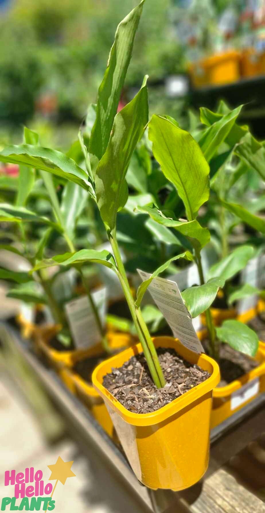 A Cardamom Leaf plant in a vibrant yellow 5" pot is on display at the garden store.