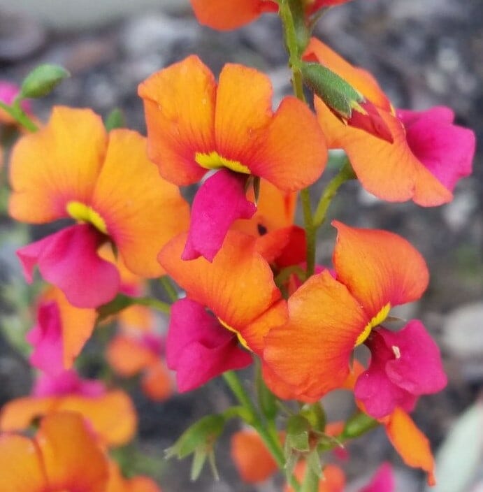 Chorizema 'Heart Leaf Flame Pea' 6" Pot