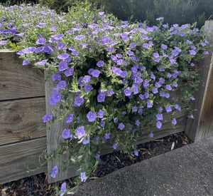 Trailing purple flowers spill over a wooden planter box by a paved surface, set off by lush green foliage and the elegant blades of Carex 'Evergold' Japanese Sedge ornamental grass in the background.