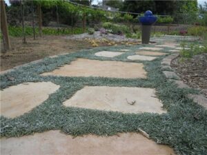 A stone pathway lined with lush Dymondia 'Silver Carpet' leads to a blue water feature in the garden, crafting a tranquil oasis with Silver Carpet's elegance.