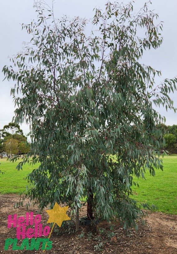 A young Eucalyptus 'River Red Gum' 8" Pot tree in a grassy field with a visible "hello hello plants" sticker.