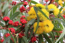 The Eucalyptus erythrocorys 'Red Capped Gum' features bright yellow and red flowers surrounded by long green leaves, available in a convenient 6" pot.