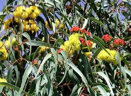 Eucalyptus erythrocorys 'Red Capped Gum'