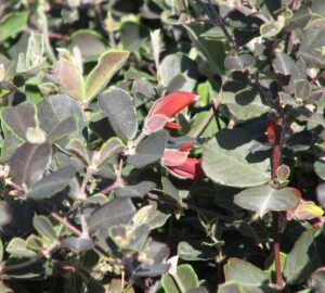 The Gastrolobium praemorsum 'Brown Butterfly' in a 6" pot displays dark red tubular flowers amidst lush green foliage, attracting the occasional Brown Butterfly.