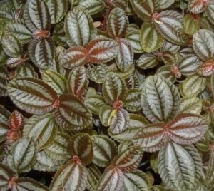 Close-up of textured green and reddish-brown Pilea involucrata 'Norfolk' leaves with prominent veins in a 5" pot.