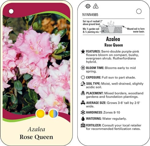 Azalea 'Rose Queen'
