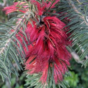 Close-up of a red bottlebrush flower evokes the vivid Calothamnus 'Common Net Bush' Grey Form, with its striking spiky petals and green needle-like leaves.