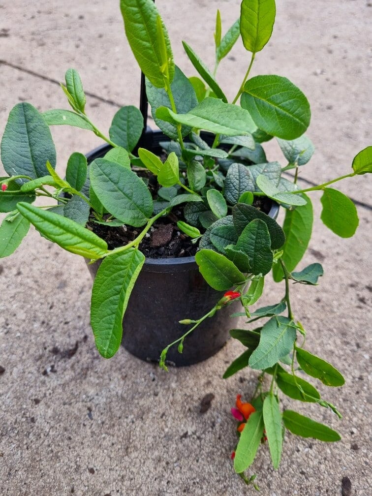 Chorizema 'Heart Leaf Flame Pea' 6" Pot
