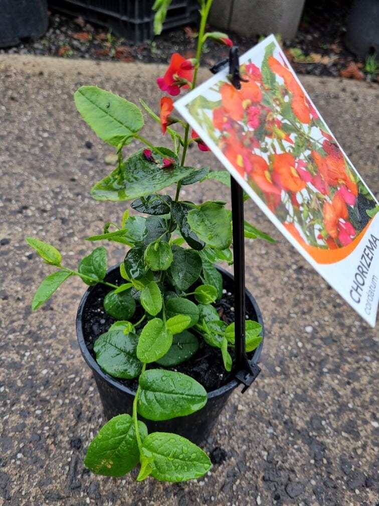 Chorizema 'Heart Leaf Flame Pea' 6" Pot